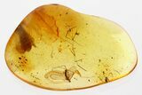 Fossil Crane Fly (Limoniidae) and Mite (Acari) in Baltic Amber #335834-1